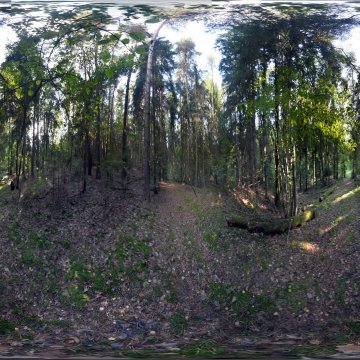 Тропинка с корягой в лесу. Гродненская область. Коптёвский сельсовет. Октябрь 2023.