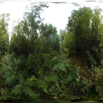 В зарослях папоротника в лесу. Гродненская область. Коптёвский сельсовет. Июль 2025.
