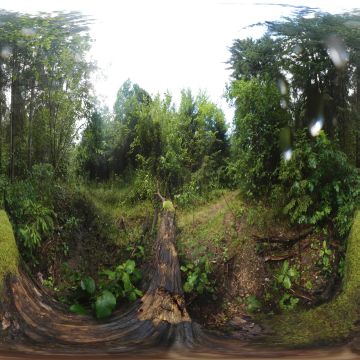 Упавшее бревно на тропинке в лесу. Гродненская область. Коптёвский сельсовет. Июль 2025.