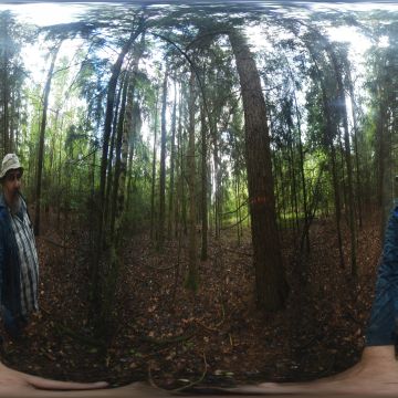 Uhodigger под соснами в лесу. Гродненская область. Коптёвский сельсовет. Июль 2025.