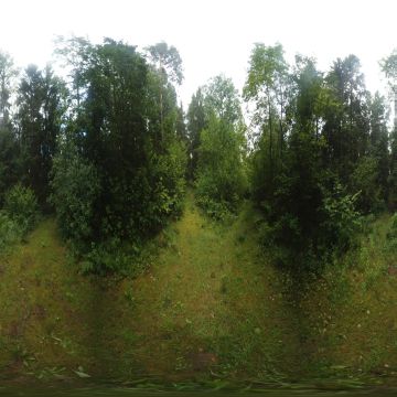 Пересечение двух просек в лесу. Гродненская область. Коптёвский сельсовет. Июль 2025.
